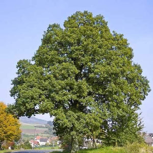 Quercus petraea / Sessile Oak Tree