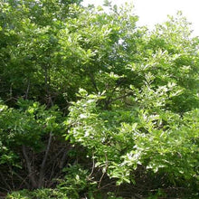 Load image into Gallery viewer, Quercus petraea / Sessile Oak Tree
