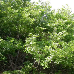 Quercus petraea / Sessile Oak Tree