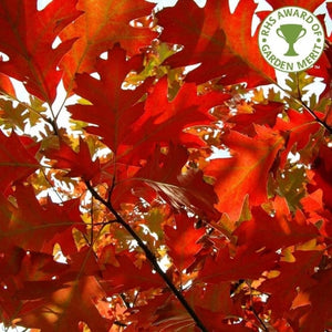 Quercus rubra / Red Oak