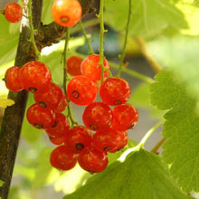 Load image into Gallery viewer, Ribes rubrum / Common Redcurrant
