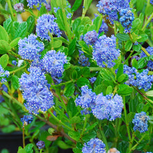 Load image into Gallery viewer, Ceanothus thyrsifolius Victoria / Californian Lilac Victoria
