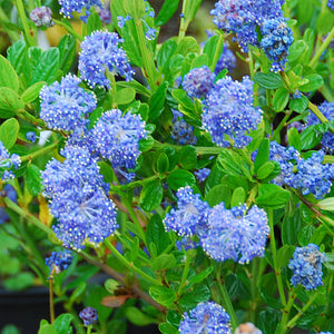 Ceanothus thyrsifolius Victoria / Californian Lilac Victoria