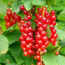 Load image into Gallery viewer, Ribes rubrum / Common Redcurrant
