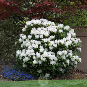 Rhododendron 'Cunningham's White'