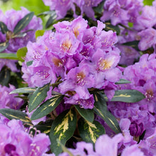 Load image into Gallery viewer, Rhododendron &#39;Goldflimmer&#39;

