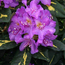 Load image into Gallery viewer, Rhododendron &#39;Goldflimmer&#39;
