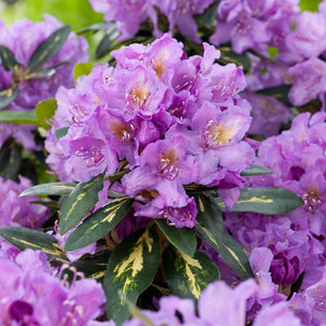 Rhododendron 'Goldflimmer'
