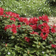 Load image into Gallery viewer, Rhododendron &#39;Scarlet Wonder&#39;
