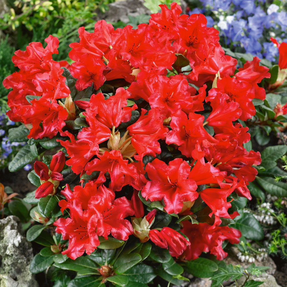 Rhododendron 'Scarlet Wonder'