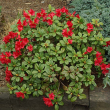 Load image into Gallery viewer, Rhododendron &#39;Scarlet Wonder&#39;
