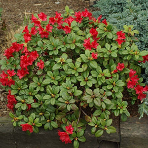 Rhododendron 'Scarlet Wonder'