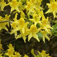 Load image into Gallery viewer, Rhododendron luteum / Yellow Azalea / Sweet pontica Azalea
