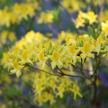 Load image into Gallery viewer, Rhododendron luteum / Yellow Azalea / Sweet pontica Azalea
