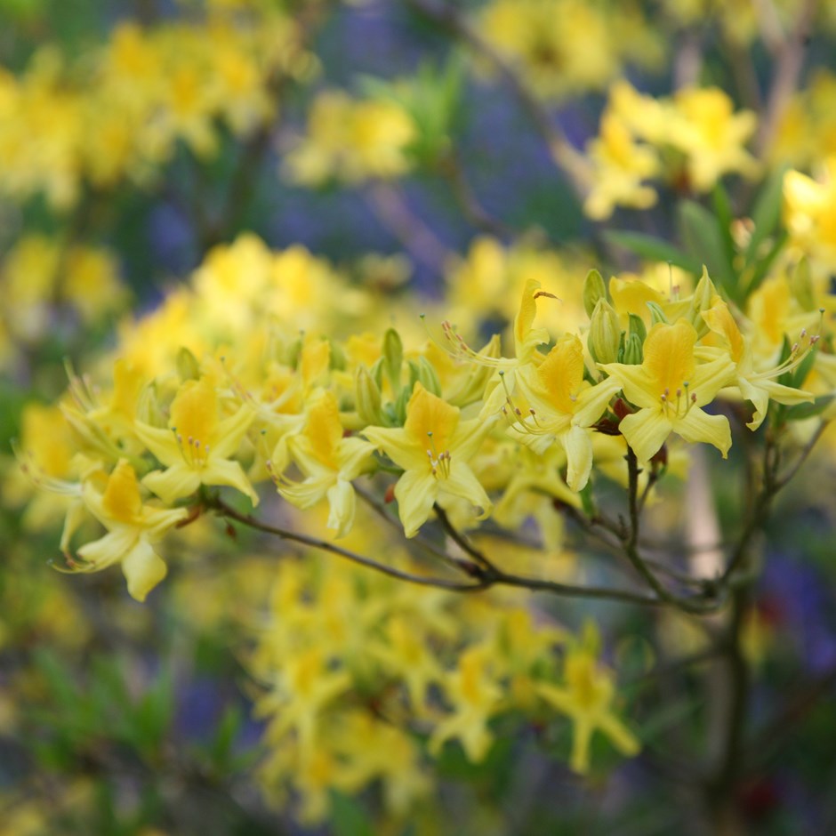 Rhododendron luteum / Yellow Azalea / Sweet pontica Azalea