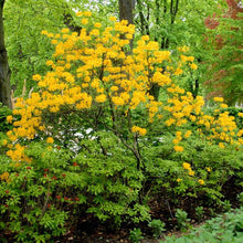 Load image into Gallery viewer, Rhododendron luteum / Yellow Azalea / Sweet pontica Azalea
