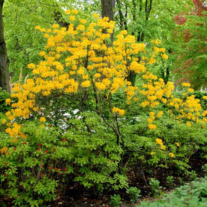 Rhododendron luteum / Yellow Azalea / Sweet pontica Azalea