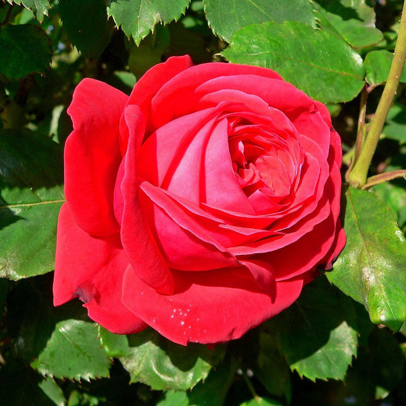 Rosa 'Dame de Coeur' Hybrid Tea Rose