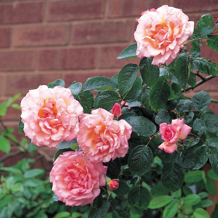 Rosa 'Compassion' Climbing Rose