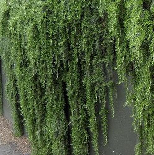 Rosmarinus officinalis Prostratus / Rosemary Prostratus