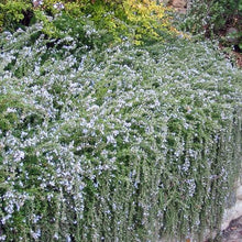 Load image into Gallery viewer, Rosmarinus officinalis Prostratus / Rosemary Prostratus
