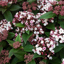 Load image into Gallery viewer, Viburnum tinus &#39;Eve Price&#39;
