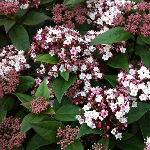 Viburnum tinus 'Eve Price'
