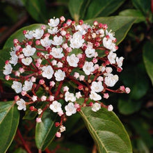 Load image into Gallery viewer, Viburnum tinus &#39;Eve Price&#39;
