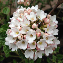 Load image into Gallery viewer, Viburnum x burkwoodii Anne Russell
