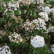 Load image into Gallery viewer, Viburnum x burkwoodii Anne Russell
