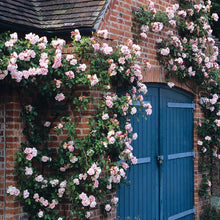 Load image into Gallery viewer, Rosa &#39;Albertine&#39; / Rambling Rose &#39;Albertine&#39;
