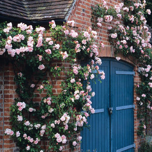 Rosa 'Albertine' / Rambling Rose 'Albertine'