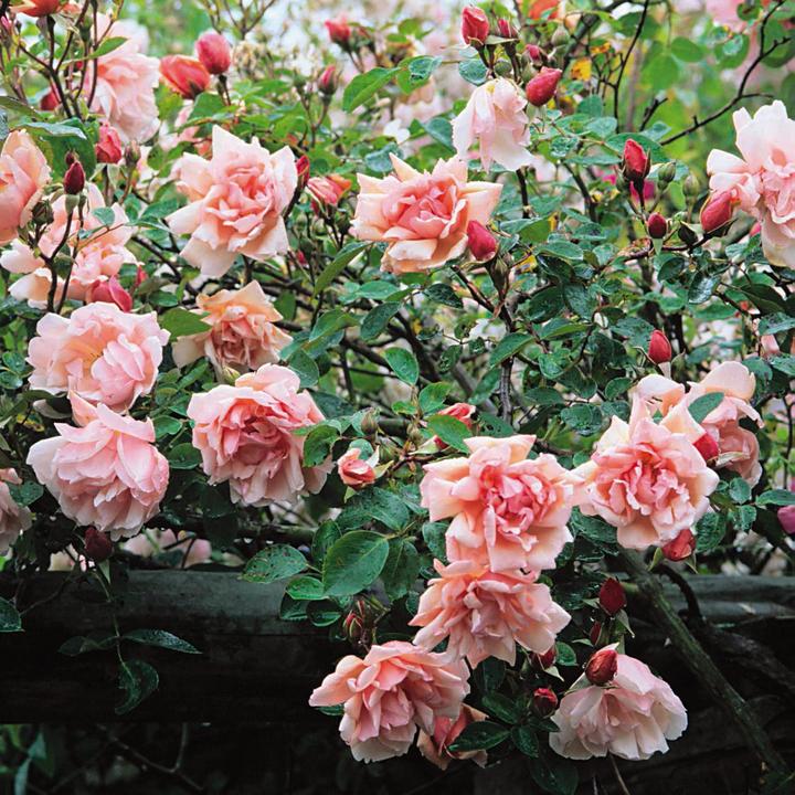 Rosa 'Albertine' / Rambling Rose 'Albertine'
