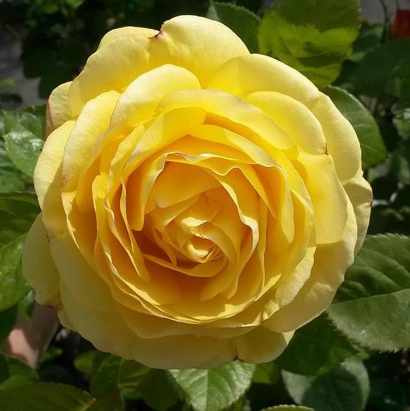 Rosa 'Arthur Bell' / Climbing Floribunda Rose 'Arthur Bell'
