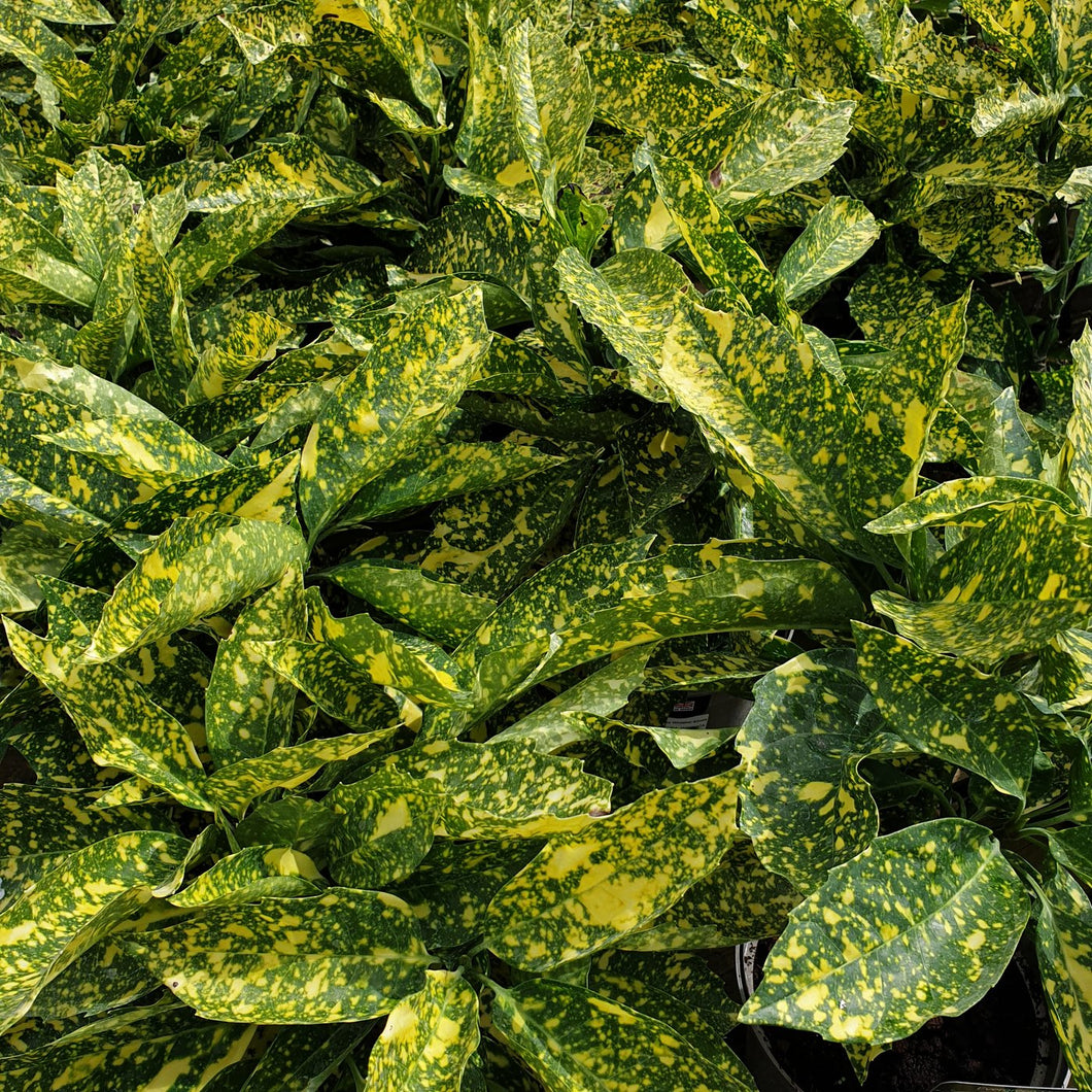 Aucuba japonica ‘Crotonifolia’ / Japanese Laurel 'Crotonfolia'