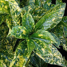Load image into Gallery viewer, Aucuba japonica ‘Crotonifolia’ / Japanese Laurel &#39;Crotonfolia&#39;
