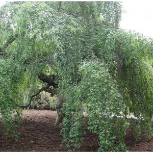 Betula pendula 'Youngii' Tree / Young’s Weeping Birch Tree