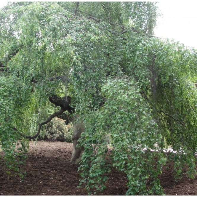 Betula pendula 'Youngii' Tree / Young’s Weeping Birch Tree