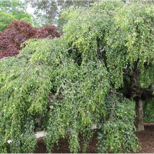Betula pendula 'Youngii' Tree / Young’s Weeping Birch Tree
