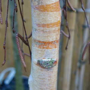 Betula pendula 'Youngii' Tree / Young’s Weeping Birch Tree