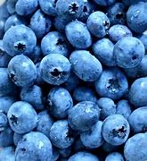 Load image into Gallery viewer, Vaccinium corymbosum / Blueberry
