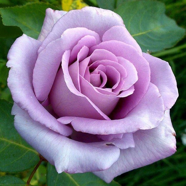 Rosa 'Blue Moon' Hybrid Tea Rose