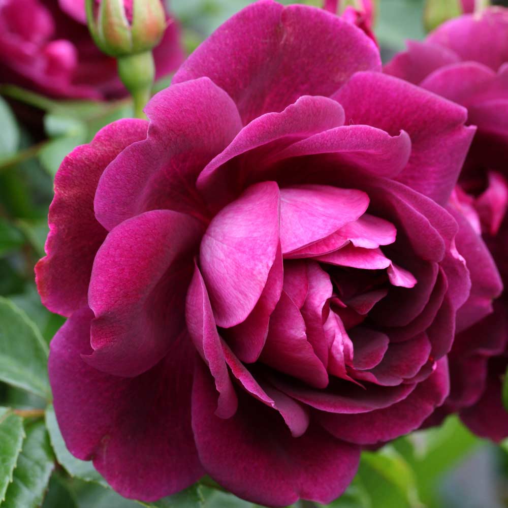 Rosa 'Burgundy Ice' / Floribunda Rose 'Burgundy Ice'