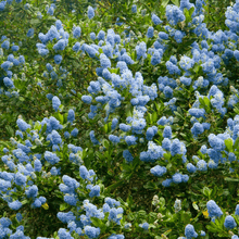Load image into Gallery viewer, Ceanothus thyrsifolius Victoria / Californian Lilac Victoria
