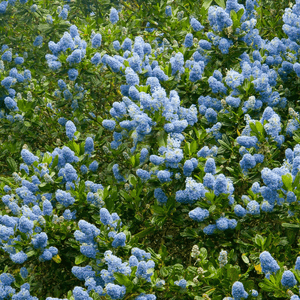 Ceanothus thyrsifolius Victoria / Californian Lilac Victoria
