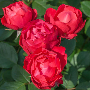 Rosa 'Cherry Bonica' Shrub Rose