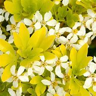 Choisya ternata ‘Sundance’ / Mexican orange 'Sundance'