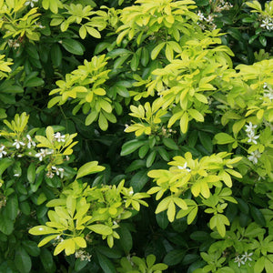 Choisya ternata ‘Sundance’ / Mexican orange 'Sundance'