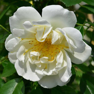 Rosa 'City of York' Rambling Rose