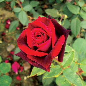 Rosa 'Deep Secret' /  'Deep Secret' Hybrid Tea Rose